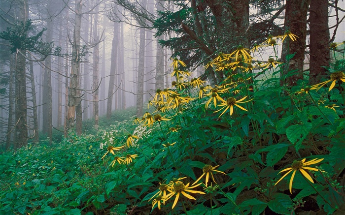Gelbe Wildblumen  im Wald Hintergrundbilder Bilder