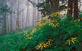 Gelbe Wildblumen  im Wald HD Hintergrundbilder