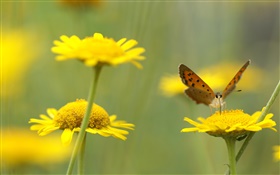 Gelbe Wildblumen , Insekten, Schmetterling HD Hintergrundbilder