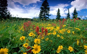 Gelbe Wildblumen , Natur, Wolken HD Hintergrundbilder