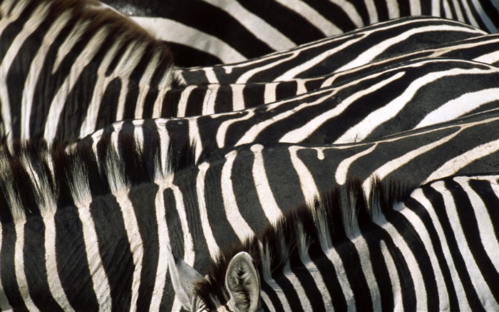 Zebra, schwarzen und weißen Streifen Hintergrundbilder Bilder