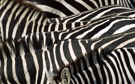 Zebra, schwarzen und weißen Streifen HD Hintergrundbilder