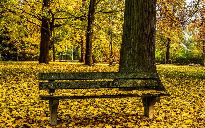 Herbst, Park, Bank, Bäume, gelbe Blätter Boden Hintergrundbilder Bilder