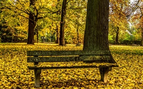 Herbst, Park, Bank, Bäume, gelbe Blätter Boden
