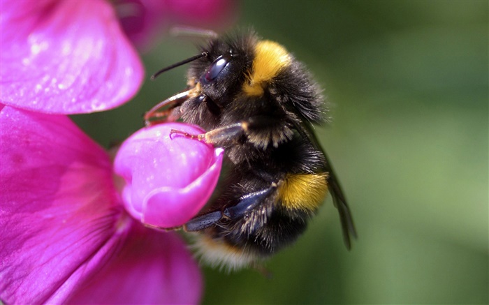 Bee close-up, Insekt, rosa Blume Hintergrundbilder Bilder