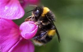 Bee close-up, Insekt, rosa Blume HD Hintergrundbilder
