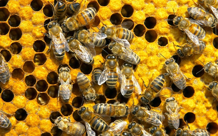 Bienen, Waben Hintergrundbilder Bilder