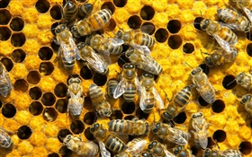 Bienen, Waben HD Hintergrundbilder