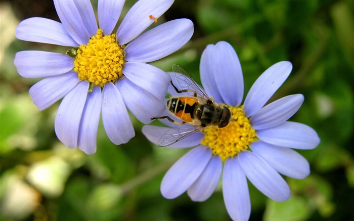Blaue Gänseblümchen-Blumen, Biene Hintergrundbilder Bilder