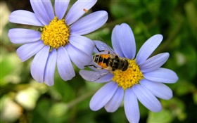 Blaue Gänseblümchen-Blumen, Biene HD Hintergrundbilder