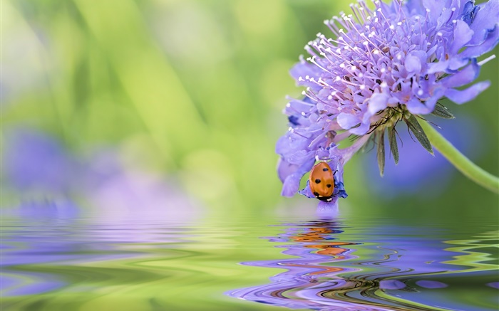 Blaue Blume, Marienkäfer , Wasser, Reflexion Hintergrundbilder Bilder
