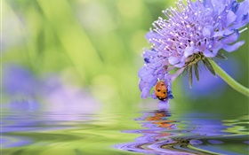 Blaue Blume, Marienkäfer , Wasser, Reflexion HD Hintergrundbilder
