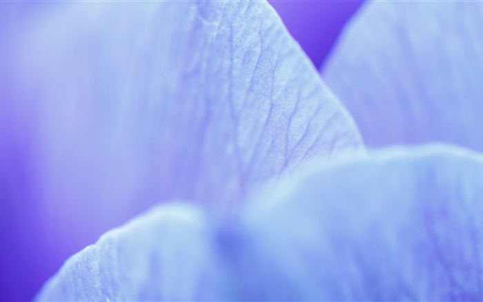 Blaue Blütenblätter  Makro-Fotografie Hintergrundbilder Bilder