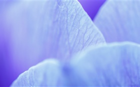 Blaue Blütenblätter  Makro-Fotografie