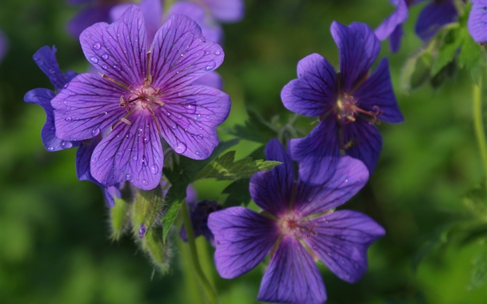 Blaue Blütenblätter  Blumen close-up, Tau Hintergrundbilder Bilder