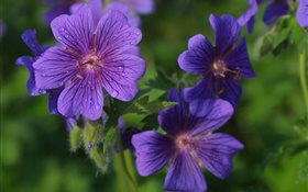 Blaue Blütenblätter  Blumen close-up, Tau HD Hintergrundbilder