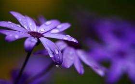 Cineraria, lila Blumen, Blüten, Wassertropfen HD Hintergrundbilder