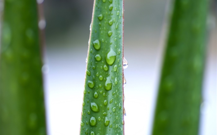 Nahaufnahme der Aloe Blätter, Wassertropfen Hintergrundbilder Bilder