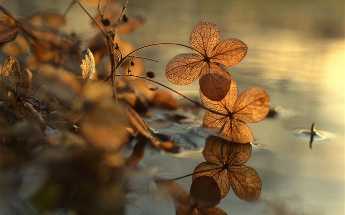 Trockene Blätter, Pfütze, Wasser Reflexion, Bokeh Hintergrundbilder Bilder