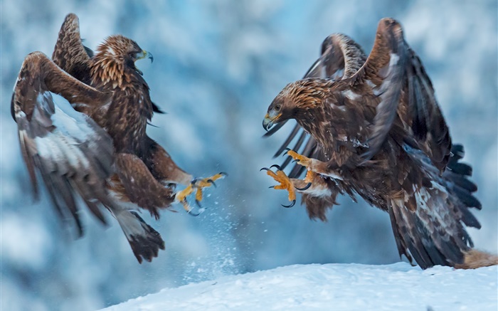 Adler, zwei Vögel, Schnee, Winter Hintergrundbilder Bilder