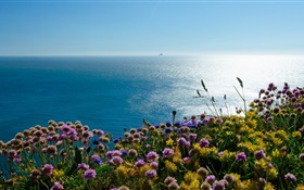 Irish England, Meer, Papageientaucher Blumen HD Hintergrundbilder