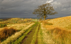 England Naturlandschaft , Gras, Straße, Baum, Wolken, Herbst