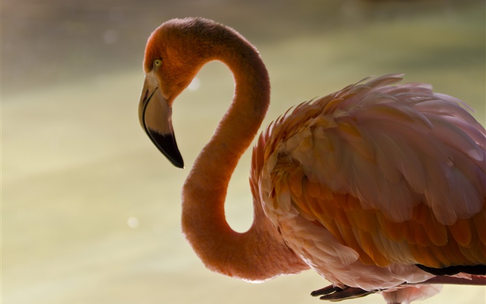Flamingo close-up, Vogel, Hals, Federn Hintergrundbilder Bilder