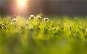 Blumen, Gras, Wiese, Sonnenstrahlen , Bokeh HD Hintergrundbilder