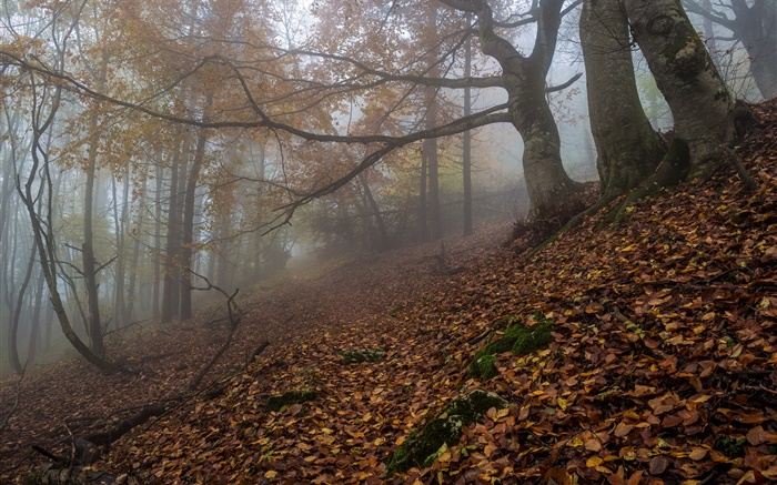 Wald, Natur, Nebel, Dämmerung, Herbst Hintergrundbilder Bilder