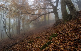 Wald, Natur, Nebel, Dämmerung, Herbst HD Hintergrundbilder