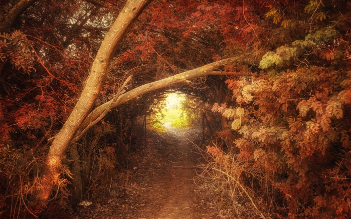 Wald, Weg, Loch, Herbst, Natur Landschaft Hintergrundbilder Bilder