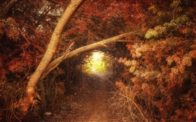 Wald, Weg, Loch, Herbst, Natur Landschaft HD Hintergrundbilder