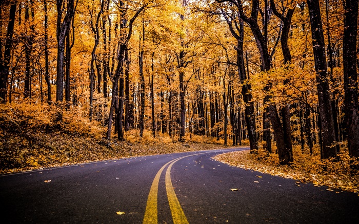 Wald, Straße, gelbe Blätter, Bäume, Herbst Hintergrundbilder Bilder
