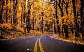 Wald, Straße, gelbe Blätter, Bäume, Herbst HD Hintergrundbilder