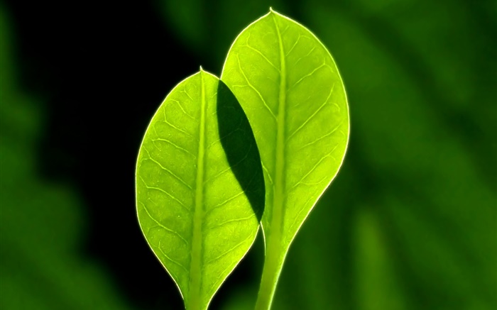 Frische grüne Blätter, schwarzer Hintergrund Hintergrundbilder Bilder