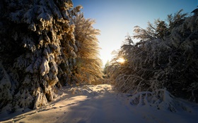Deutschland, Hessen, Winter, Schnee, Bäume, Sonnenstrahlen