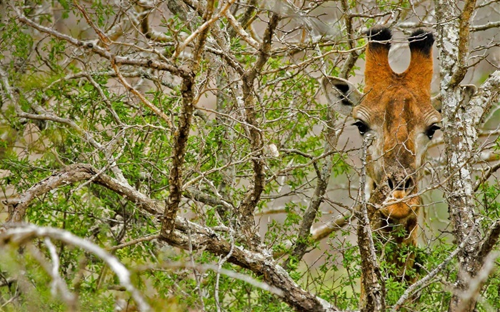 Giraffe im Wald versteckt Hintergrundbilder Bilder