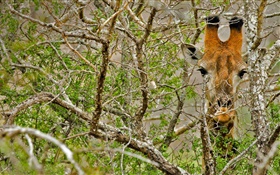 Giraffe im Wald versteckt