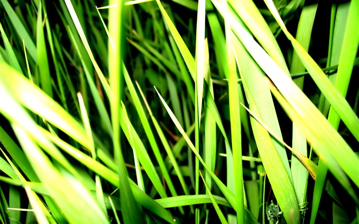 Grass close-up, Licht, Insekt Hintergrundbilder Bilder