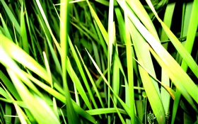 Grass close-up, Licht, Insekt