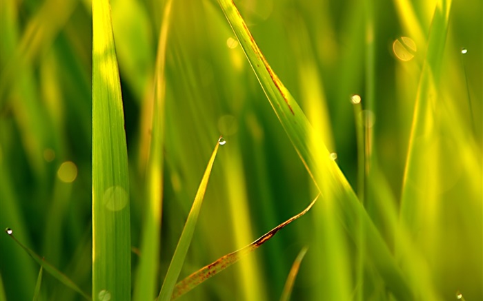Gras, Blatt, Punkt, Wassertropfen , Sonnenlicht Hintergrundbilder Bilder