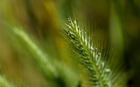 Grass Schwanz close-up