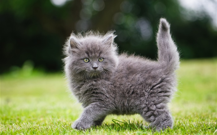 Grau flauschige Kätzchen im Gras Hintergrundbilder Bilder