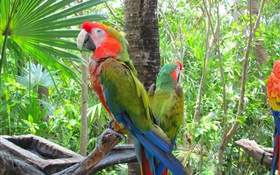 Grüne Feder Papagei, Bäume HD Hintergrundbilder