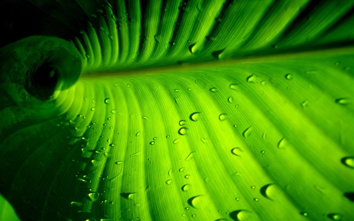 Green leaf close-up, Streifen, Wassertropfen Hintergrundbilder Bilder