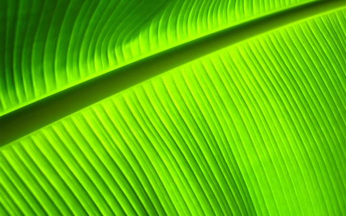 Green leaf close-up, Streifen Hintergrundbilder Bilder