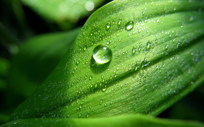 Green leaf close-up, Wassertropfen , Tau Hintergrundbilder Bilder