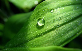Green leaf close-up, Wassertropfen , Tau