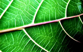 Green leaf Kontext close-up HD Hintergrundbilder