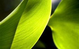 Grünes Blatt Makro-Fotografie, Licht